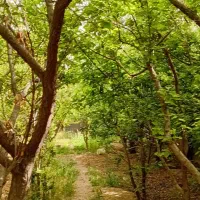 اجاره میوه باغات با کارگران مجرب