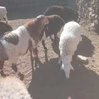 قوچ|حیوانات مزرعه|سده (خراسان جنوبی), |دیوار