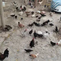 مرغ و خروس