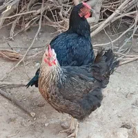 مرغ خروس اردک غاز|حیوانات مزرعه|گتوند, |دیوار