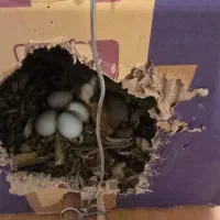 عروس هلندی|پرنده|تهران, حشمتیه|دیوار