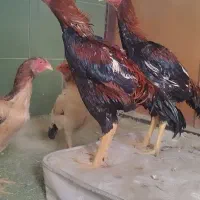 لاری