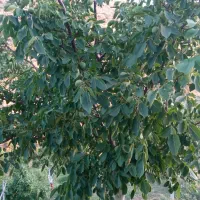 فروش باغ گردوی پیوندی به ثمر رسیده|فروش دفتر صنعتی، کشاورزی، تجاری|نمشیر, |دیوار