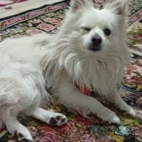 سگ شیتزوپارمین