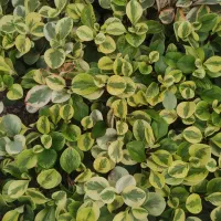 گل های آپارتمانی سانسوریا حراج|گل و گیاه طبیعی|اصفهان, پوریای ولی|دیوار