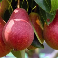 ارقام ریشه لخت|گل و گیاه طبیعی|تهران, پیکان شهر|دیوار