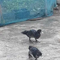 فروش اردک