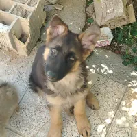 سگ ژرمن