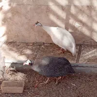 مرغ شاخدار تخم گذار