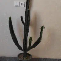 کاکتوس افوربیای پر از پا جوش