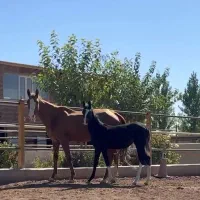 کره مادیان ترکمن