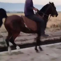 مادیان اصیل لری