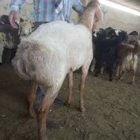 بره چینی|حیوانات مزرعه|شیراز, عادل آباد|دیوار