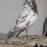 کفتر