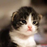 واگذاری رایگان گربه