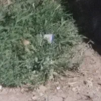 باغ سنتی. بحر جاده