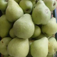 گلابی ابدار