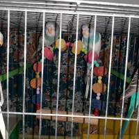 ۴عدد مرغ عشق نرو ماده بالغ|پرنده|بیجار, |دیوار