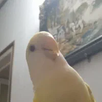 فروش فوری یک عدد طوطی کوتوله برزیلی