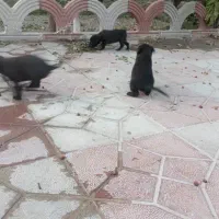 ۵عدد توله پیتبول|سگ|اصفهان, شفق|دیوار