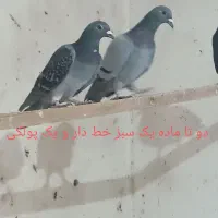 آلمانی|پرنده|چناران, |دیوار