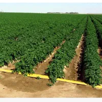 بذر سیب زمینی سانته