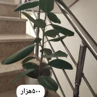 گل فروشی|گل و گیاه طبیعی|سرپل ذهاب, |دیوار