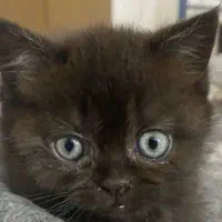 بریتیش پرشین