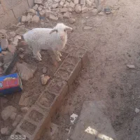 بره ماده|حیوانات مزرعه|زیرکوه, |دیوار