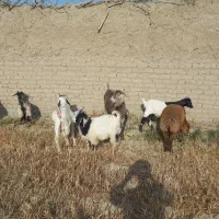 ۴ عدد بز جوان کیلوی ۵۵۰کیلوی