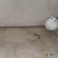 کبوتر و کفتر|پرنده|کهریزک, |دیوار