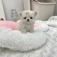 سگ جیبی maltese|سگ|تهران, مرزداران|دیوار