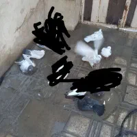 کبوتر پلاکی و یکی دوتاشون پلاکی نیستن|پرنده|نهاوند, |دیوار