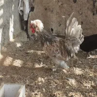 خروس|حیوانات مزرعه|اصفهان, زیار|دیوار