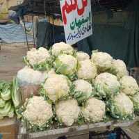 گل کلم درجه ۱ اصفهان رسید