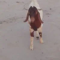 گوسفند|حیوانات مزرعه|جازموریان, |دیوار