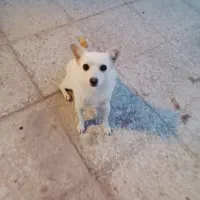 سگ پاکوتاه|سگ|شیراز, گویم|دیوار