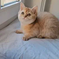 بریتیش گلد ny12 اصییل