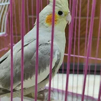 عروس هلندی ماده