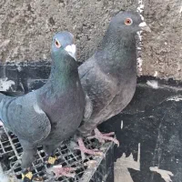 ماده پلاکی و سینه سفید|پرنده|شیراز, شهرک گلستان|دیوار
