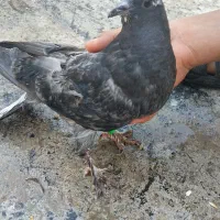 کبوتر|پرنده|اصفهان, بهرام‌آباد|دیوار