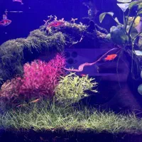 آکواریوم پلنت نانو|ماهی|لاهیجان, لیالستان|دیوار