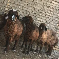 کوسفند  ابستن