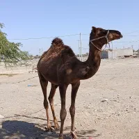 فروش شتر نر|حیوانات مزرعه|میناب, |دیوار