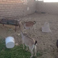 بزبابزغاله فروشی