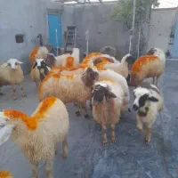 هجده عدد کاور پرواری|حیوانات مزرعه|چرداول, |دیوار