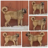 سگ عالی|سگ|باسمنج, |دیوار