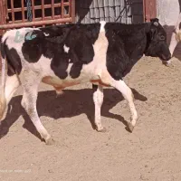 گوساله اسیل دورگ اسراییلی اماده برای پلوار