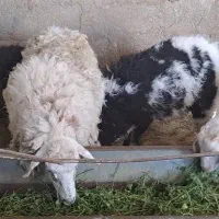 میش و بره و بز و کهره