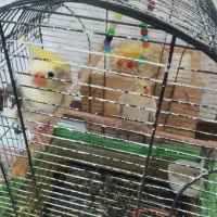 عروس هلندی